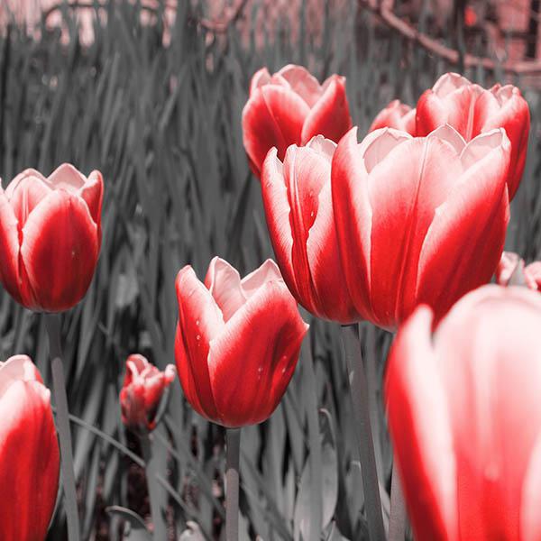 Gravura para Quadros Tulipa Vermelha I- 7967e-12 - 30x30 Cm