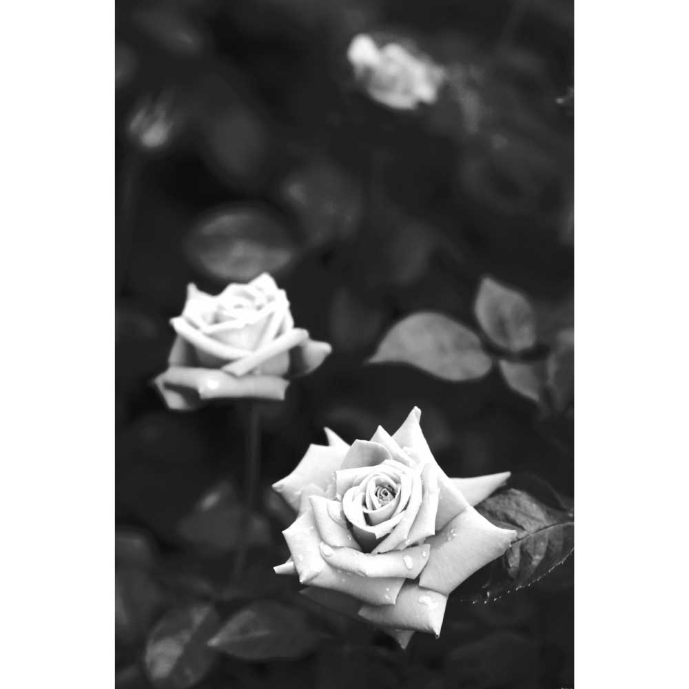 Tela para Quadros Decorativos Floral Rosas No Jardim Smbolo do Amor - Afic9076
