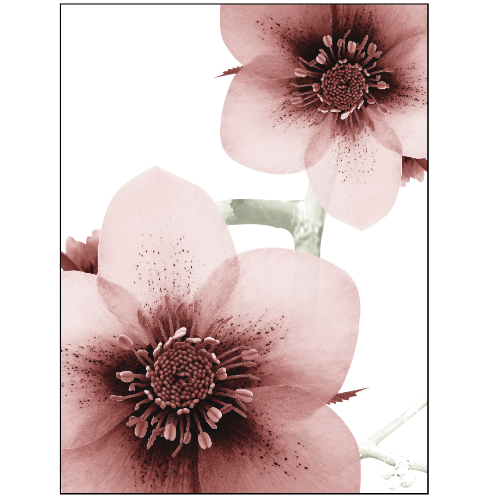 Tela para Quadros Floral Maravilhosa Flor Ros - Afic6891