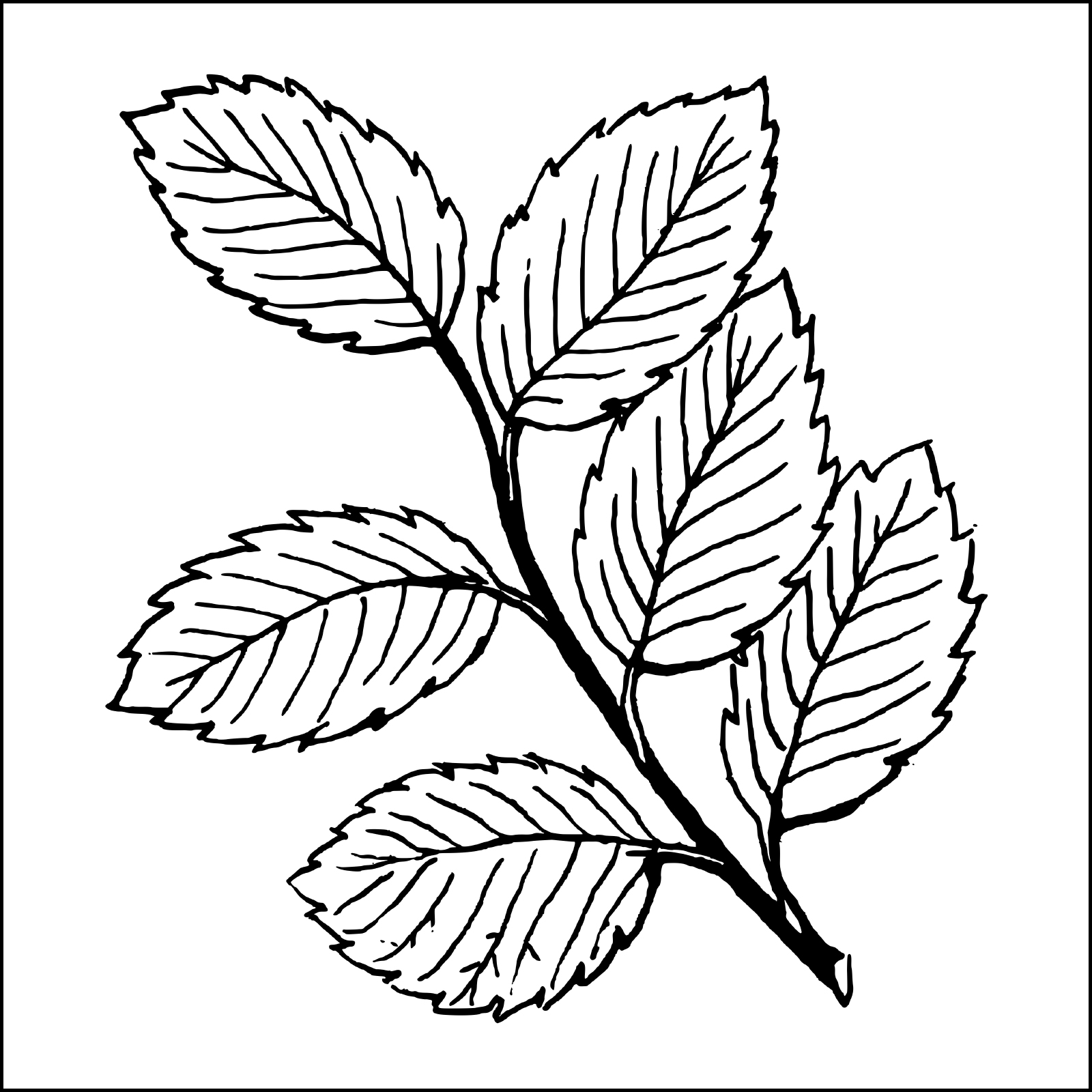 Gravura para Quadros Folhas Belssima rvore de Amora - Afi6544