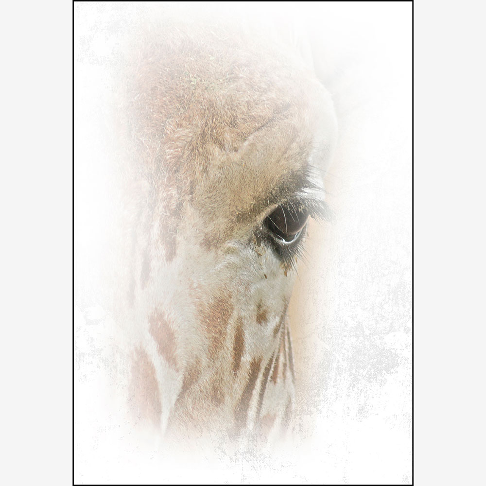 Gravura para Quadros Abstrato Frontal Girafa - Afi11059