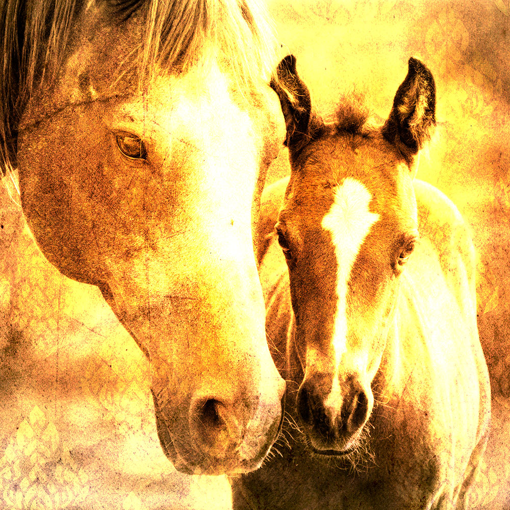 Gravura para Quadros Facial Cavalos Iluminado - Afi14609