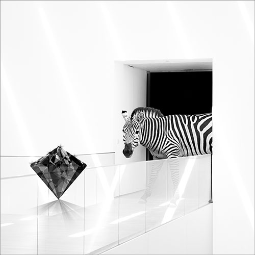 Tela para Quadros Decorativo Zebra Pea de Diamante - Afic19672