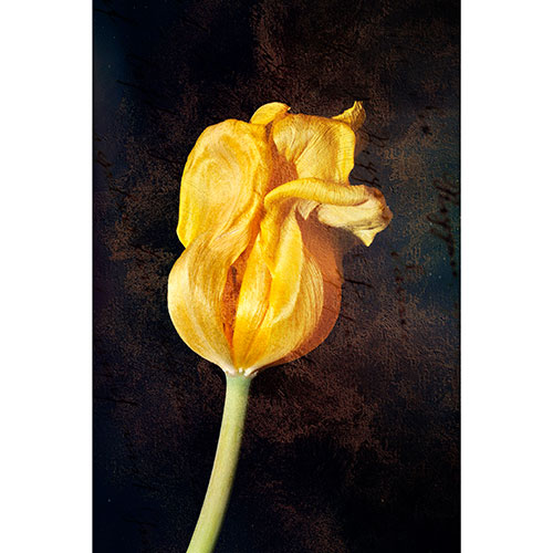 Gravura para Quadros Floral Boto de Tulipa Amarela Fundo Escuro Abstrato - Afi17618