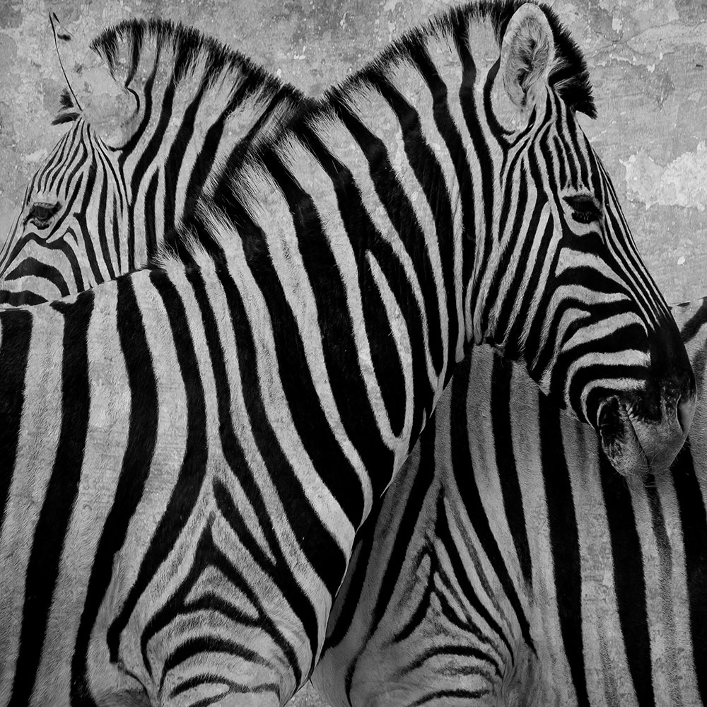 Tela para Quadros Decorativo Zebras Listrada Preto e Branco - Afic16750