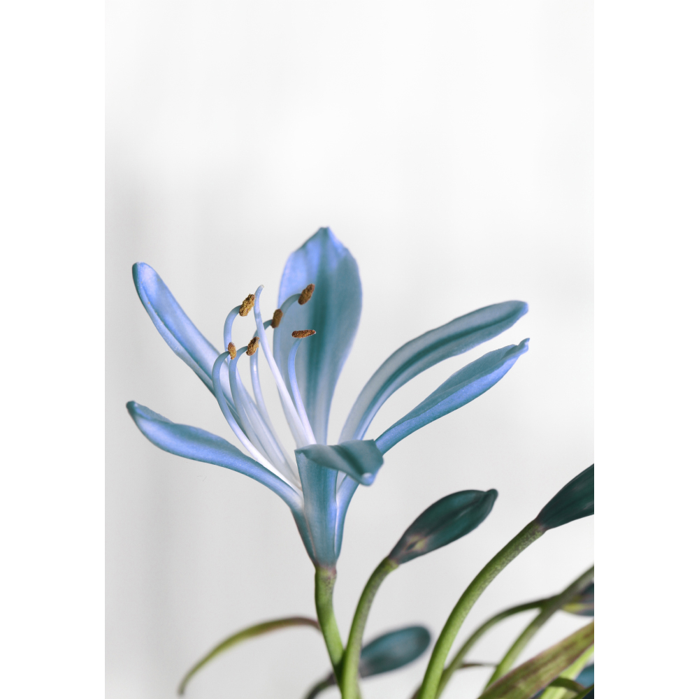 Gravura para Quadros Flores Azul Agapanthus - Afi11220
