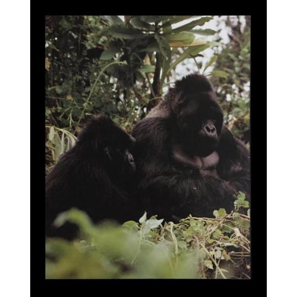 Gravura para Quadros Belo Casal de Gorilas - 40x50 Cm