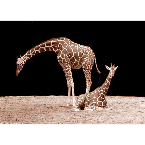 Tela para Quadros Decorativo Fotografia Noturna Girafas - Afic19069