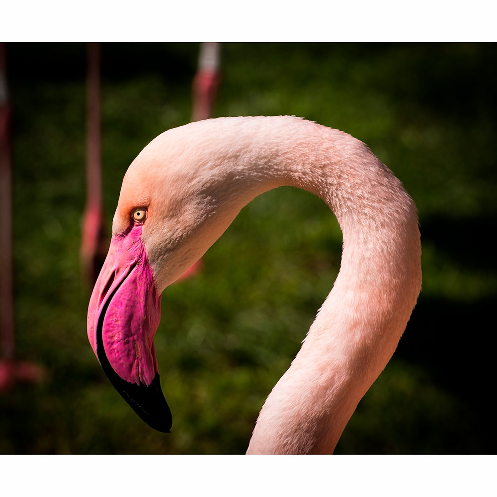 Tela para Quadros Perfil Flamingos Rosa - Afic13378 - 100x70 Cm