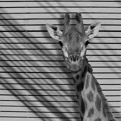 Tela para Quadros Decorativo Retrato Girafa Tons Cinza - Afic19676