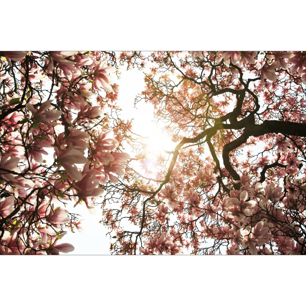 Gravura para Quadros Flores de Cerejeira Iluminadas Ao Sol - Afi12041
