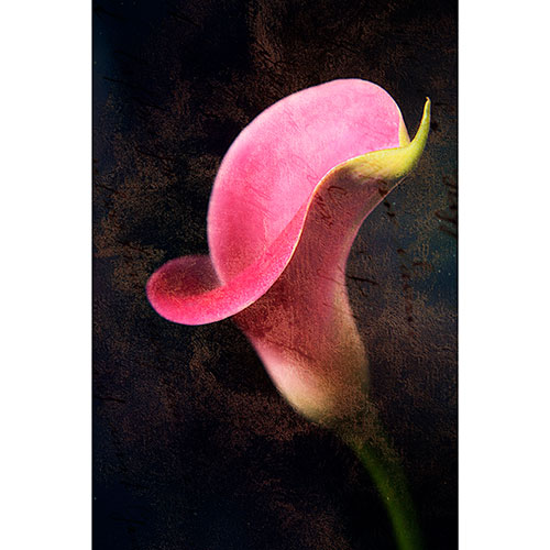Gravura para Quadros Floral Copo-de-leite Rosa Fundo Escuro Abstrato - Afi17616
