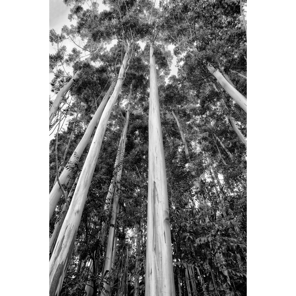 Gravura para Quadros rvores Eucalipto Santo Antnio do Pinhal Por Dorival Moreira Ii - Afidm109