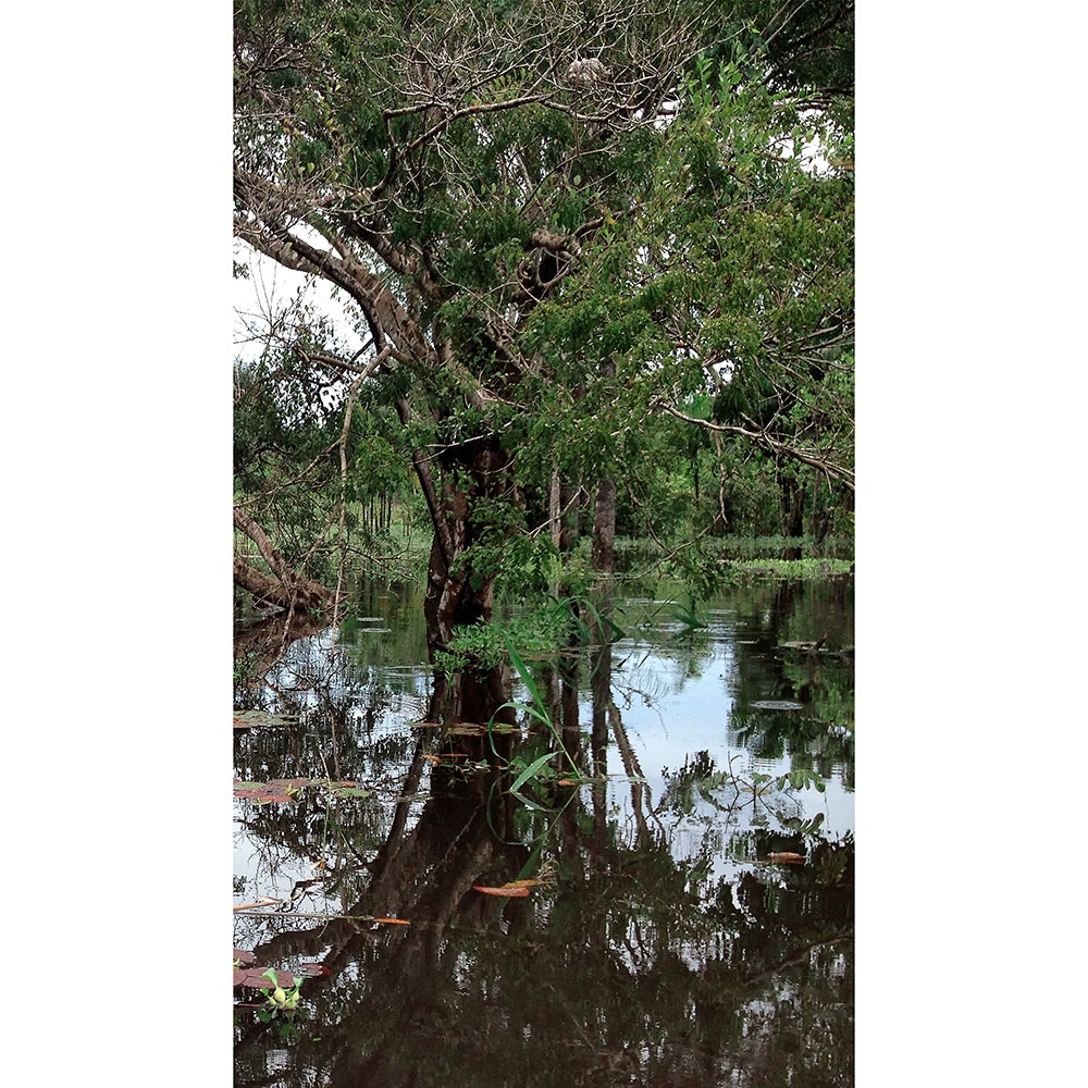 Tela para Quadros Natureza rvores em Meio Lago - Afic13909