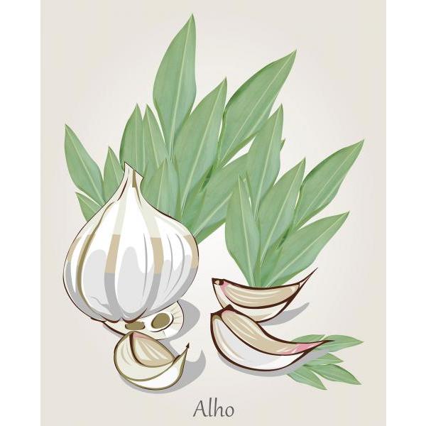 Gravura para Quadros Decorativos Tempero Alho - Afi4365