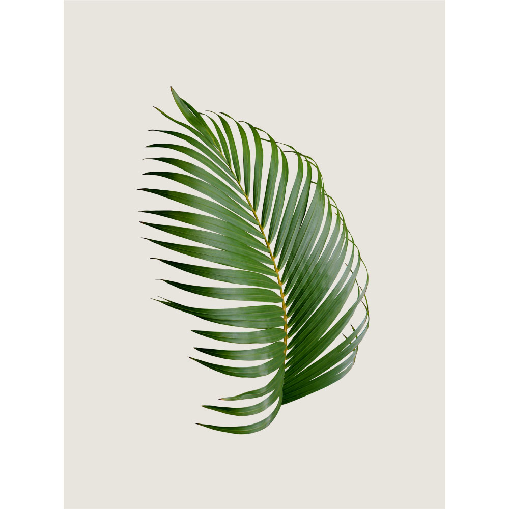 Gravura para Quadros Folha Palmeira Verde - Afi12543
