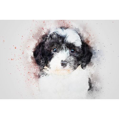 Tela para Quadros Decorativo Face Poodle Fundo Abstrato - Afic7205