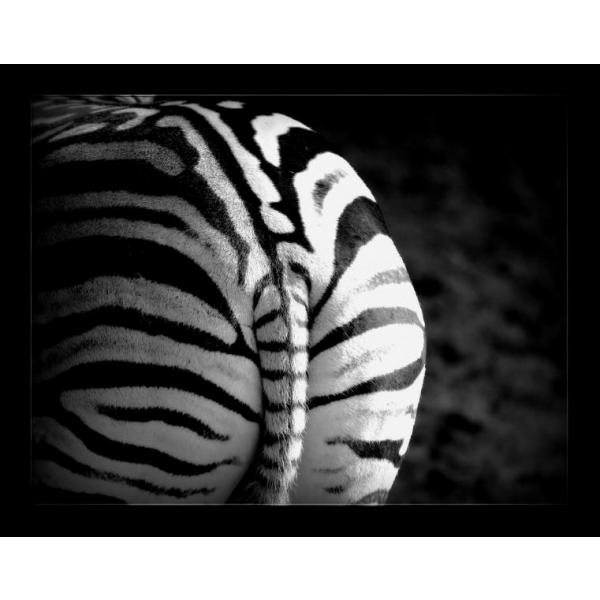 Gravura Impressa para Quadros Zebra Preto e Branco I - Afi1726 - 101x80 cm