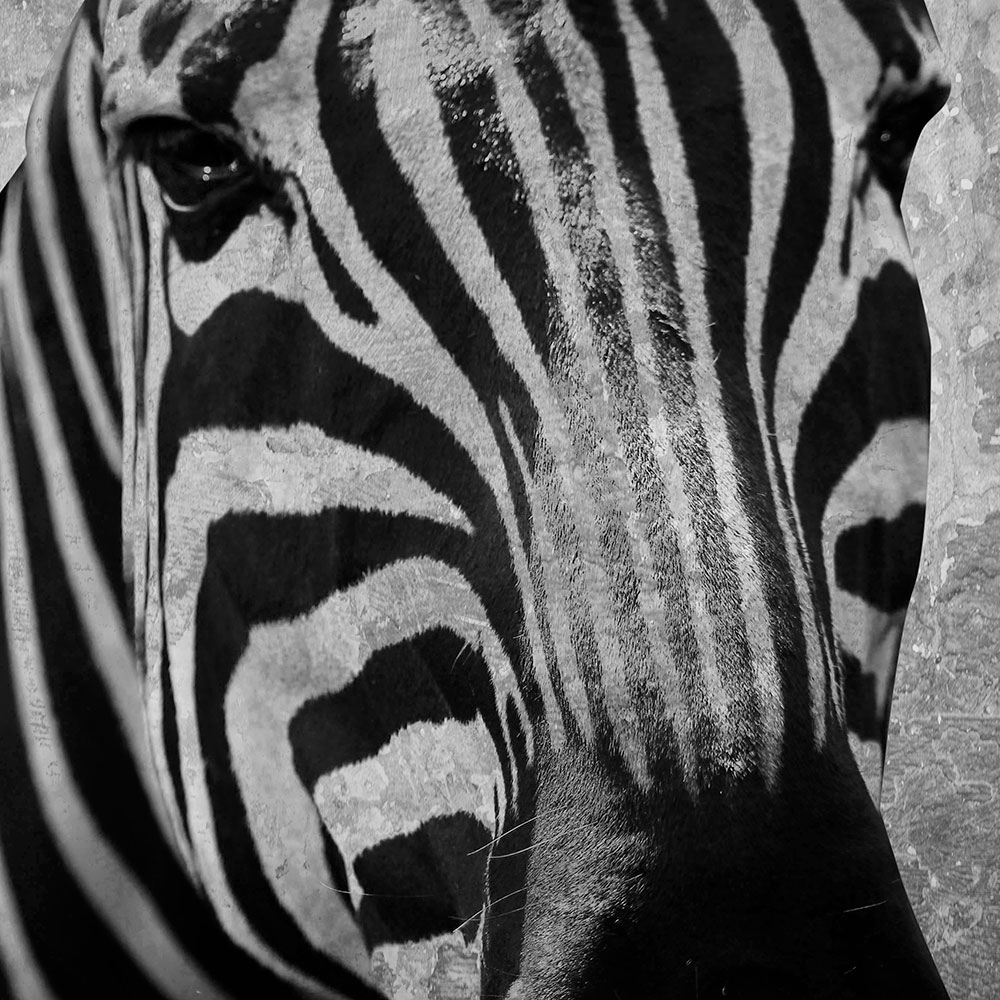 Tela para Quadros Decorativo Face Zebra Listrada Preto e Branco - Afic16751