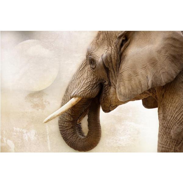 Gravura para Quadros Elefante I - Afi5922