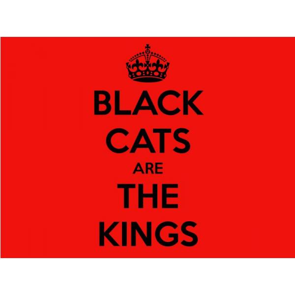 Gravura Impressa para Quadros Frase Black Cats Are The Kings - Afi537 - 70x50 cm