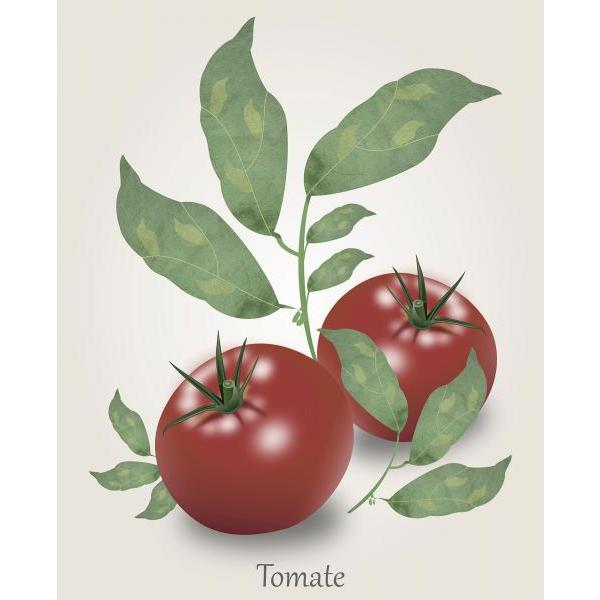 Impresso em Tela para Quadros Tempero Belo Tomate Vermelho - Afic4364