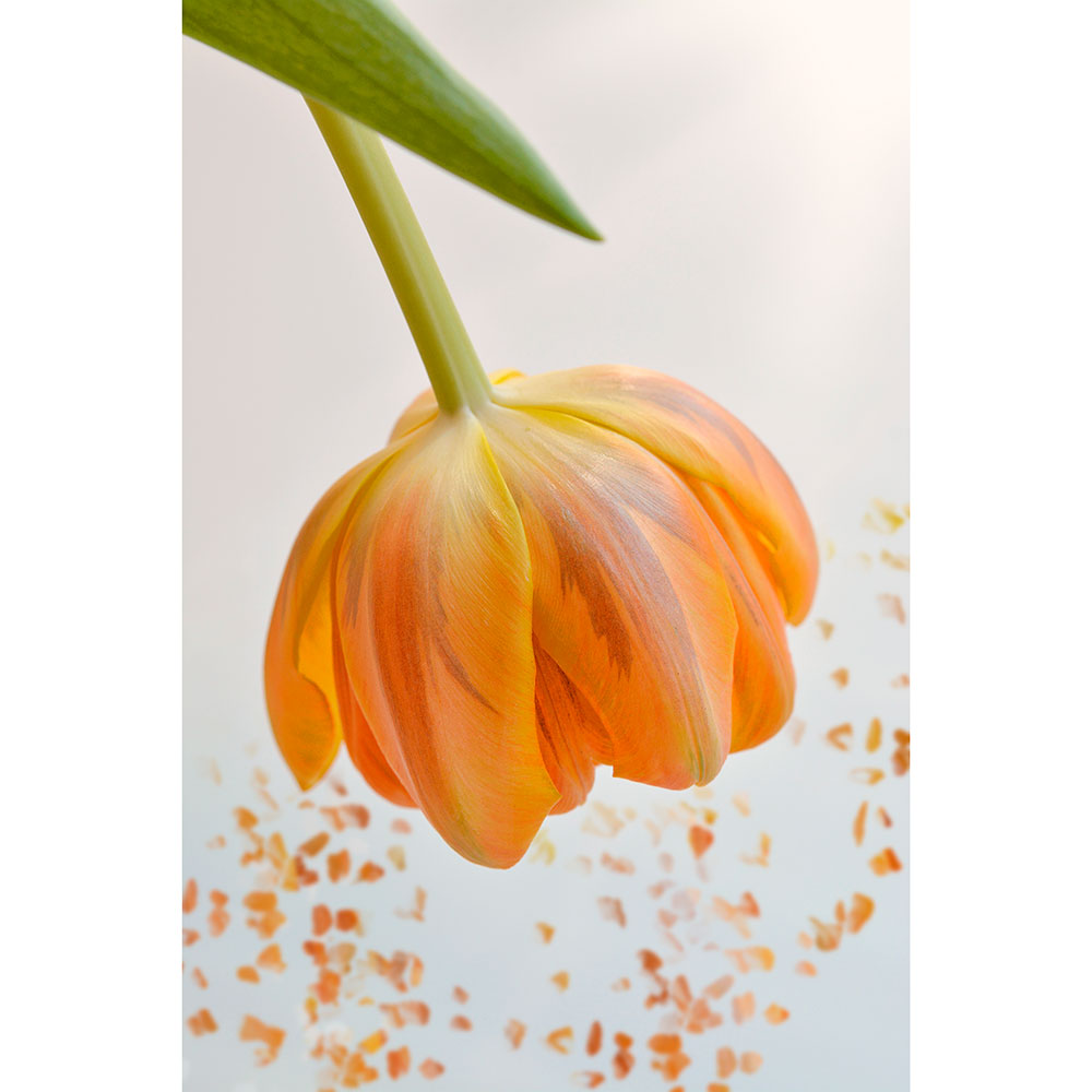 Tela para Quadros Flor Tulipa Laranja - Afic13418