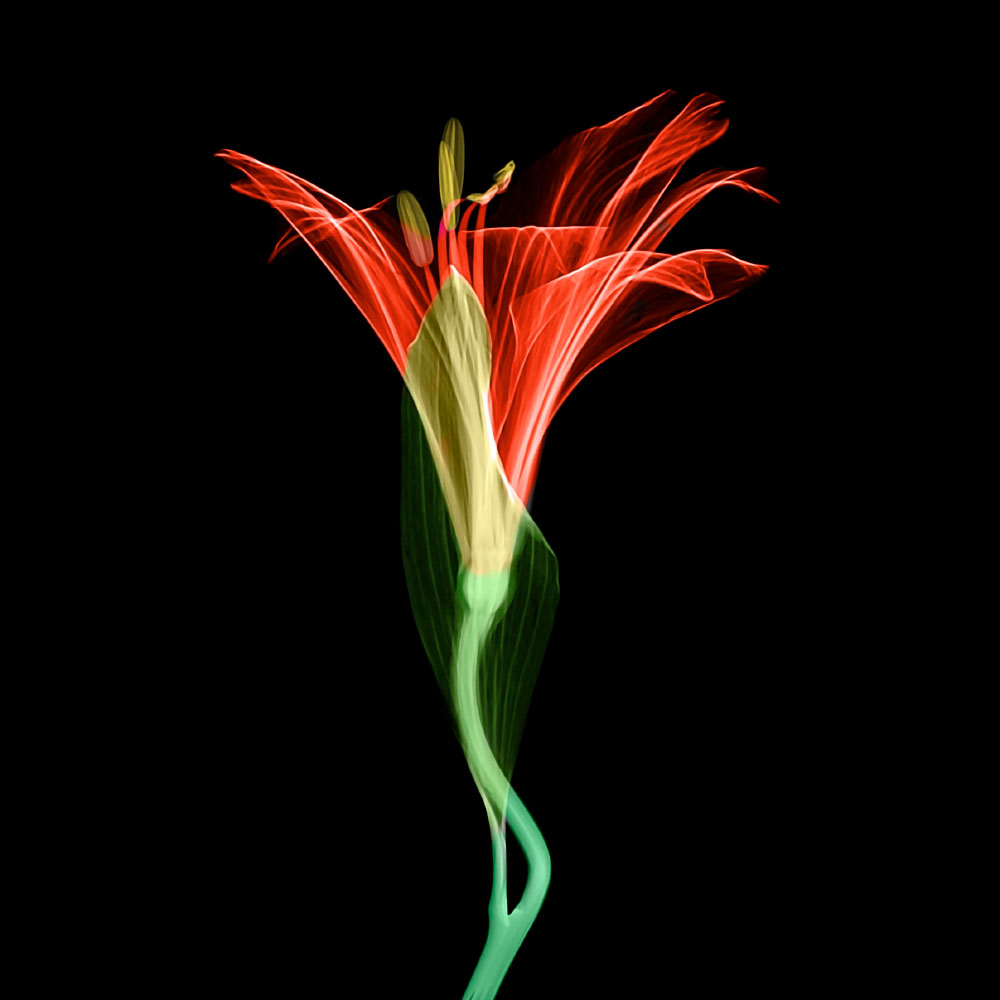 Tela para Quadros Floral Lrio Transparente Vermelho - Afic12541