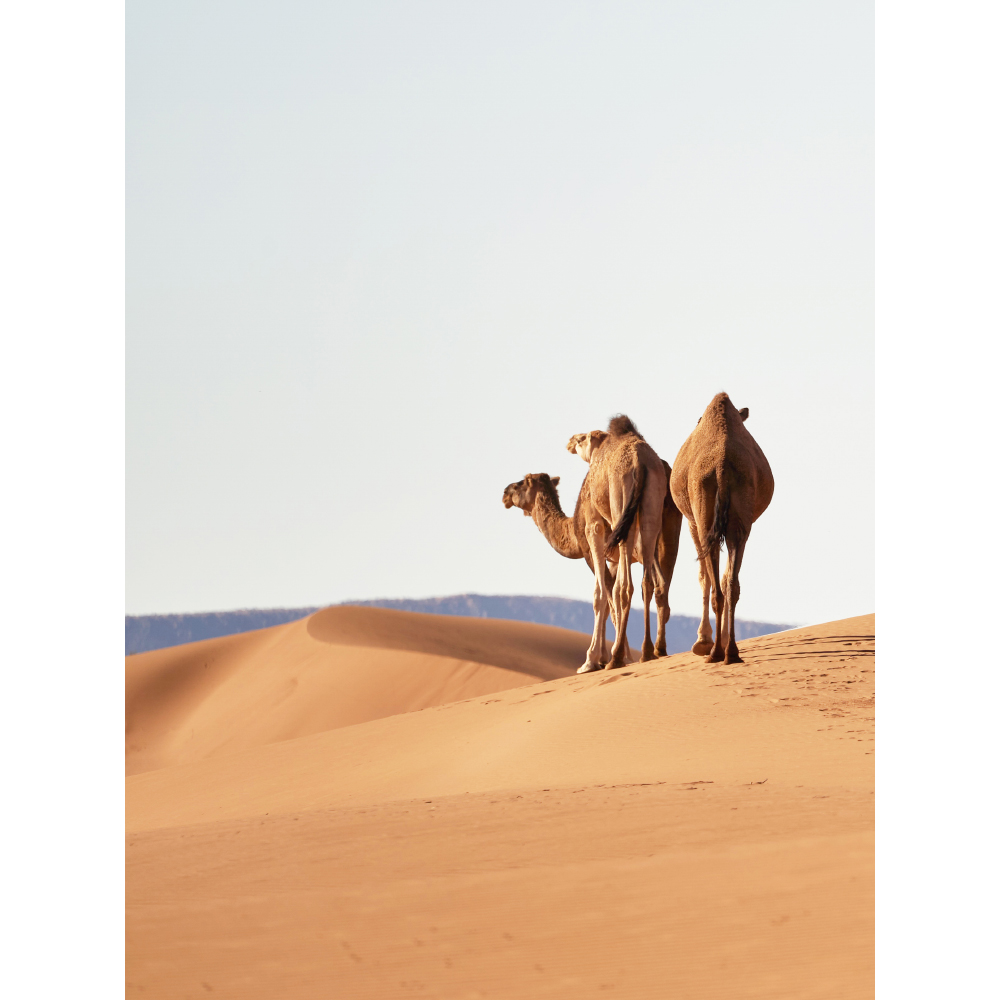 Tela para Quadros Paisagem Deserto Camelos - Afic10998