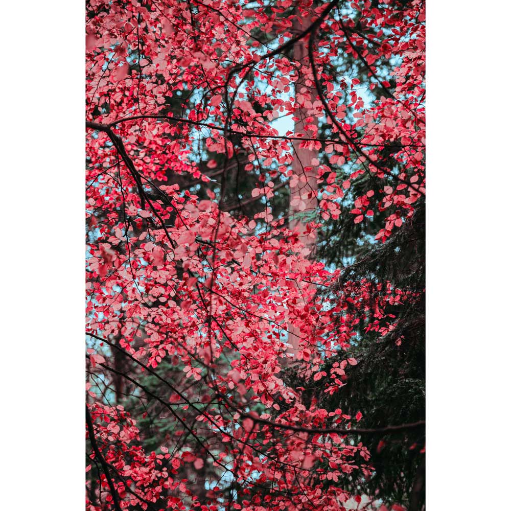 Gravura para Quadros Decorativos rvore de Jardim com Folhas Vermelhas - Afi9073