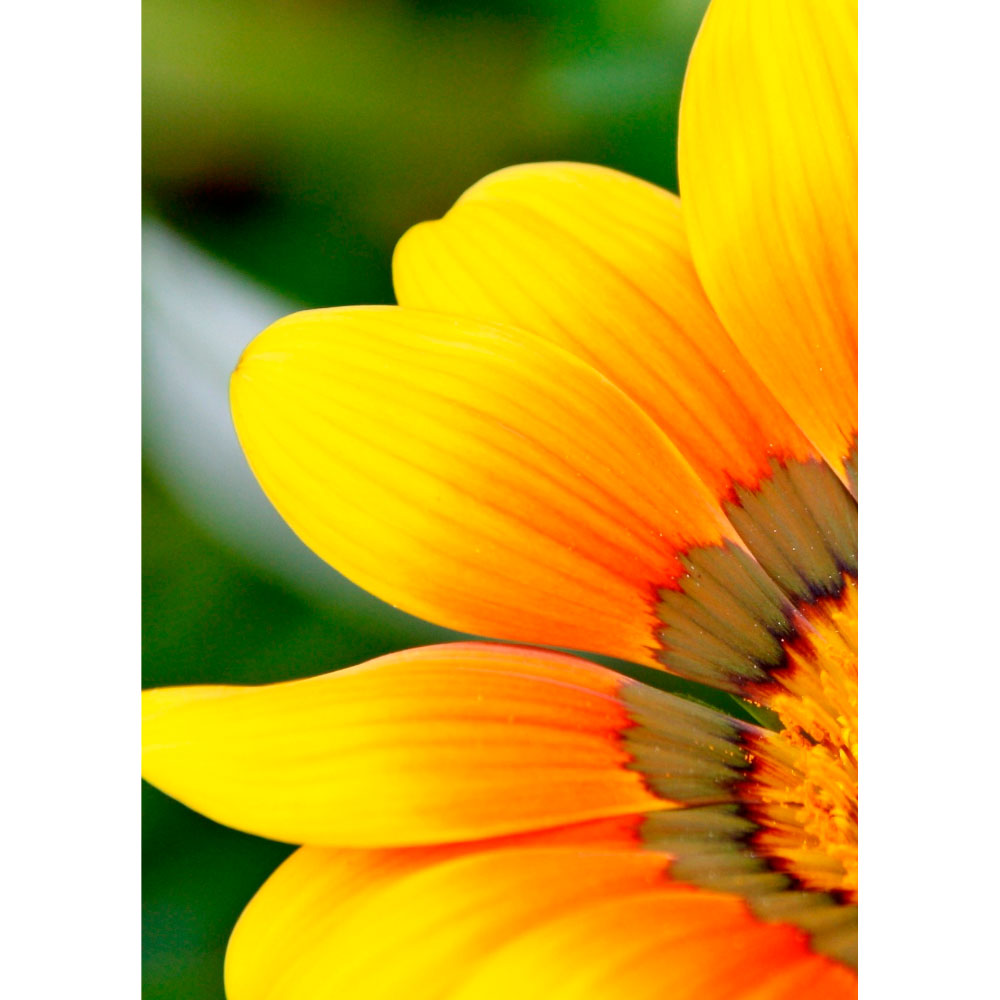 Tela para Quadros Floral Amarela - Afic12607 - 60x80 Cm