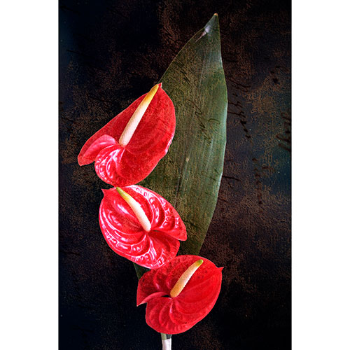 Tela para Quadros Floral Trio de Antrio Vermelho Fundo Escuro Abstrato - Afic17617