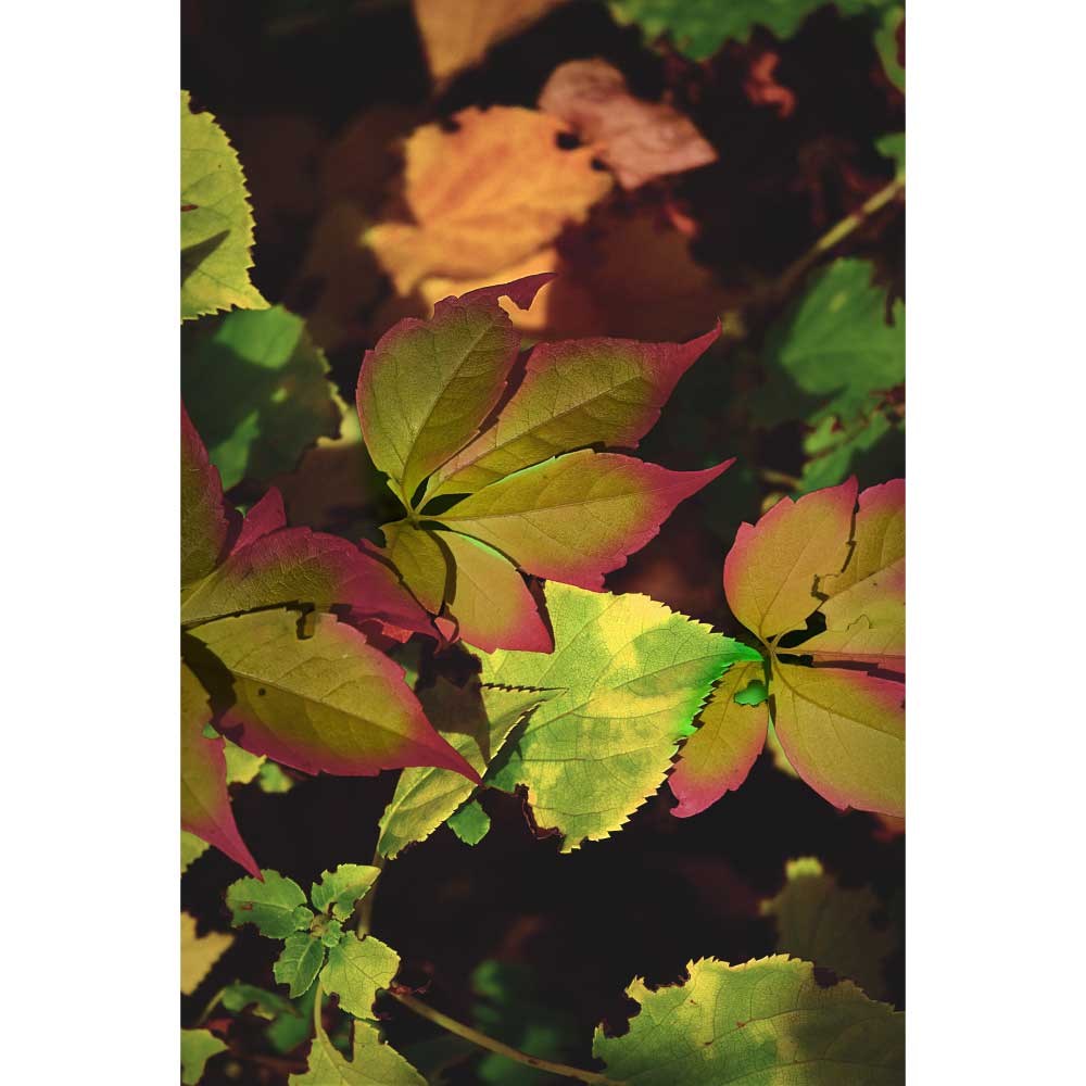 Tela para Quadros Decorativos Folhas Coloridas - Afic10002