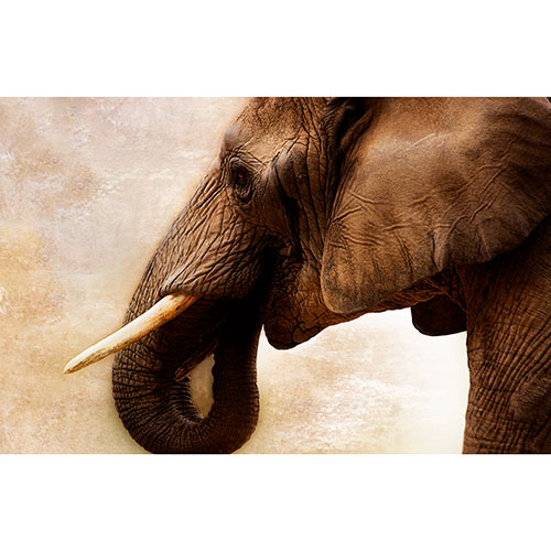 Tela para Quadro Decorativo Elefante Fundo Abstrato - Afic18035