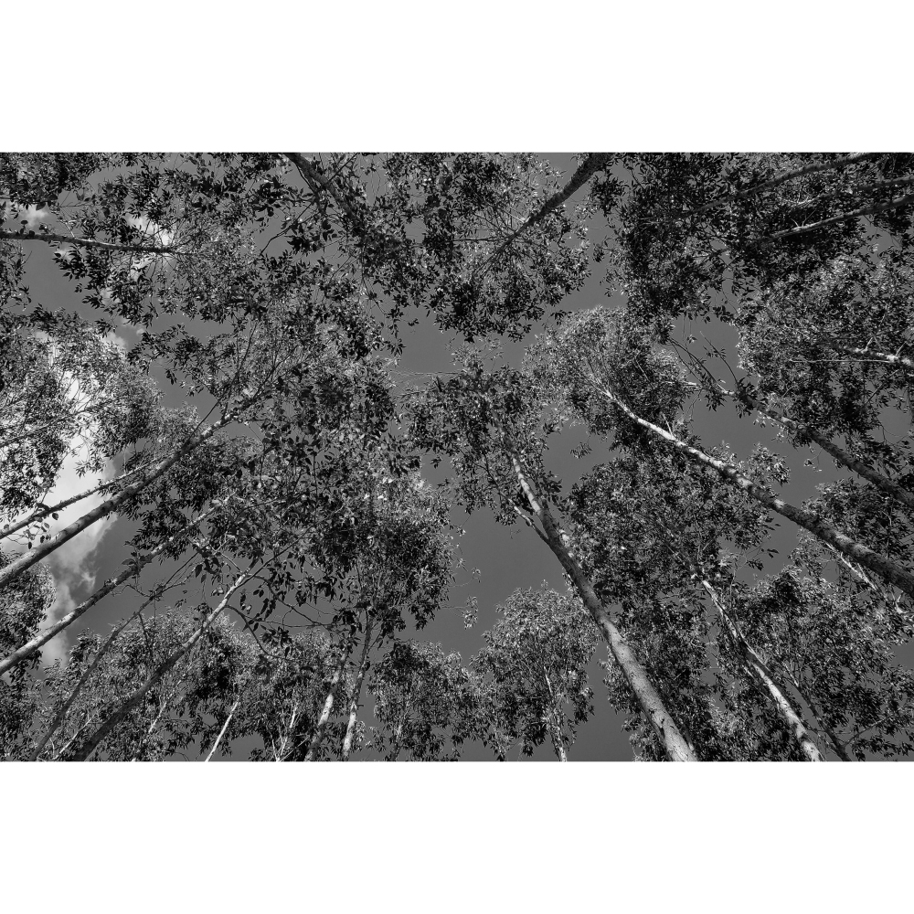 Tela para Quadros rvores Eucalipto Santo Antnio do Pinhal Por Dorival Moreira I - Aficdm108