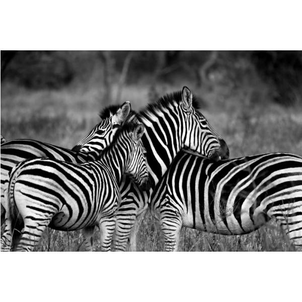 Gravura Impressa para Quadros Imagem Famlia de Zebras - Afi1729