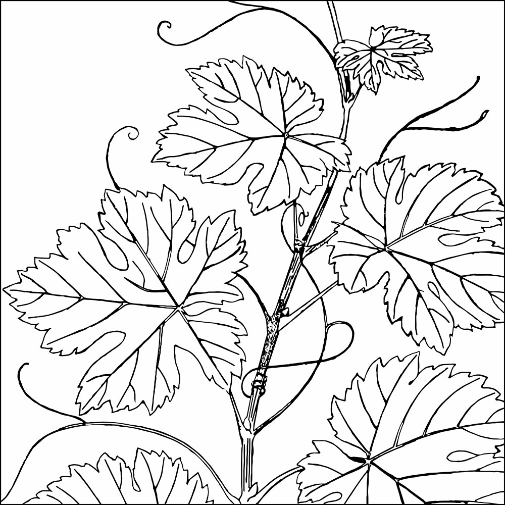 Gravura para Quadros Decorativo Folhas Ilustrativa de Uva - Afi13738