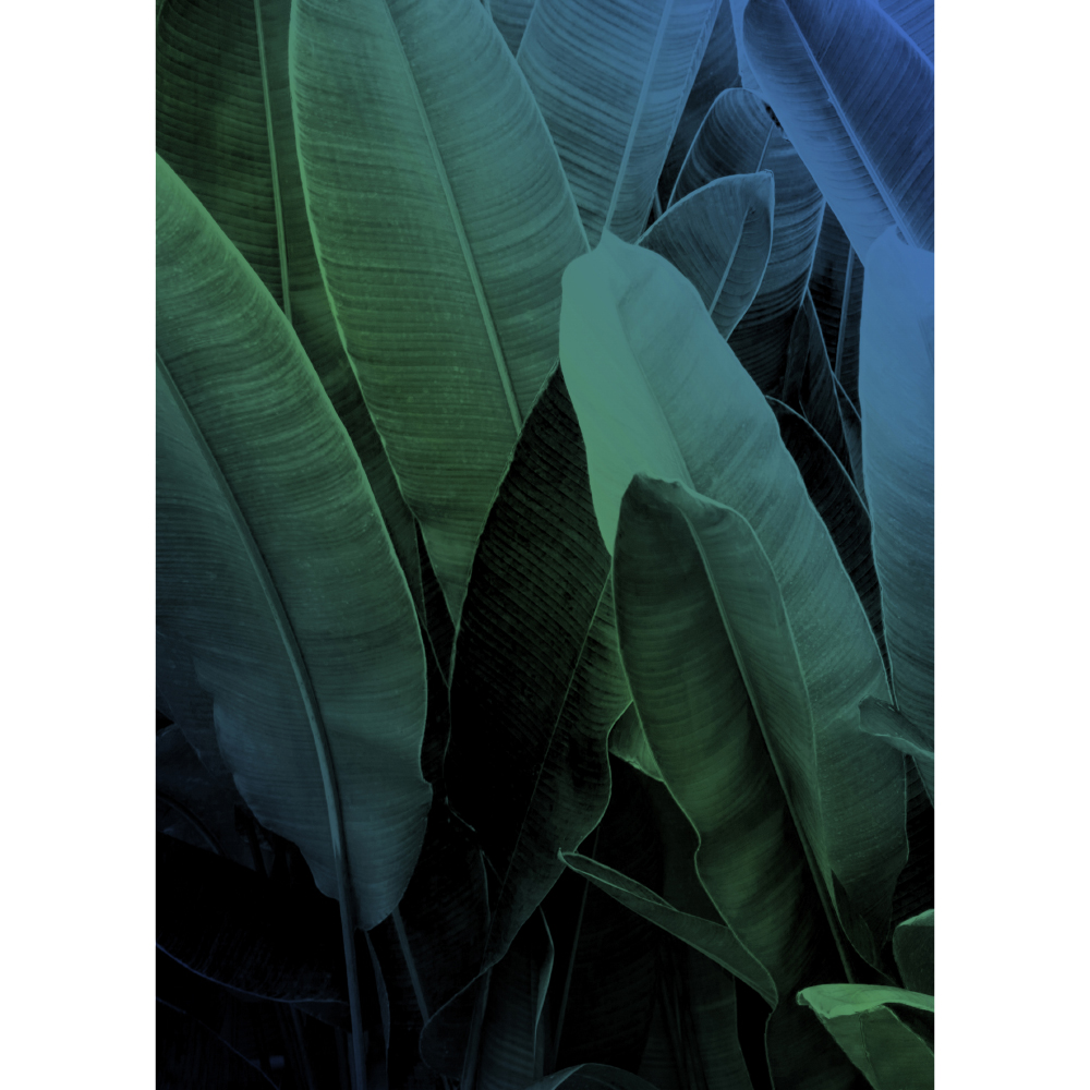 Gravura para Quadros Folhas de Bananeiras - Afi11197